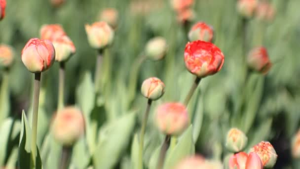 Lente Landschap Heldere Rode Tulpen Tegen Een Achtergrond Van Groen — Stockvideo