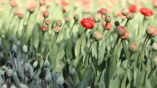 Jarní Krajina Jasně Červené Tulipány Pozadí Zelené Trávy Jaře Abstraktní — Stock video