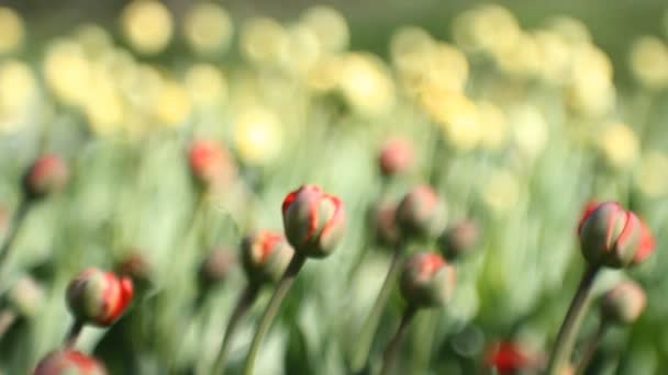 Jarní Krajina Krásné Tulipány Pozadí Zelené Trávy Jaře Abstraktní Pozadí — Stock video
