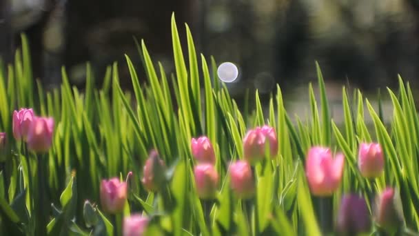 春の風景 緑の芝生を背景に美しいチューリップです 春の抽象的な背景 日当たりの良い公園の芝生の上のチューリップ — ストック動画