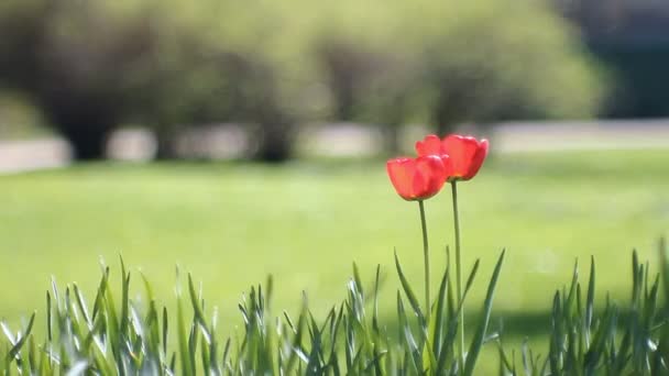 春の風景 緑の芝生を背景に美しいチューリップです 春の抽象的な背景 日当たりの良い公園の芝生の上のチューリップ — ストック動画