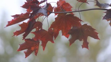 Sonbahar akçaağaç - parlak kırmızı akçaağaç rüzgarda titremeye bırakır. Sonbahar manzara - maple orman.