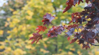 Sonbahar akçaağaç - parlak kırmızı akçaağaç rüzgarda titremeye bırakır. Sonbahar manzara - maple orman.