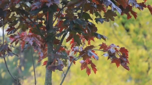 Hösten Lönn Ljusa Röda Lönnlöv Darra Vinden Höstlandskap Lönn Skogen — Stockvideo