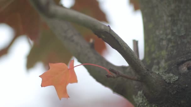 Podzimní Javor Zářivě Červený Javor Zanechává Třesou Větru Podzimní Krajina — Stock video