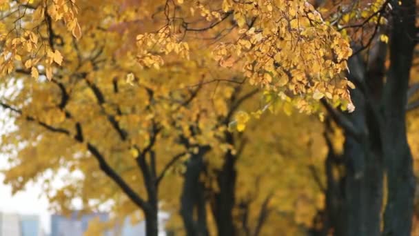 Stad Landschap Bomen Met Gouden Bladeren Tegen Achtergrond Van Een — Stockvideo