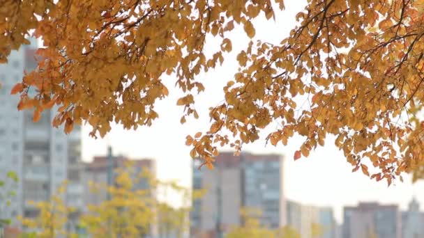 Miasto Krajobraz Drzewa Złotymi Liśćmi Tle Wielkiego Miasta Jesień Las — Wideo stockowe