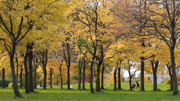 Jesienny Krajobraz Park Dużym Mieście Podczas Złotej Jesieni Kobieta Wózkiem — Wideo stockowe