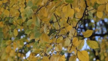 Sonbahar orman - batan güneş ışınlarının sarı aspen bırakır. Sonbahar manzara, altın sonbahar.