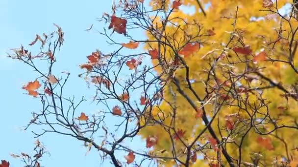 Gyllene Höst Höst Skog Lönn Med Gula Och Oranga Löv — Stockvideo