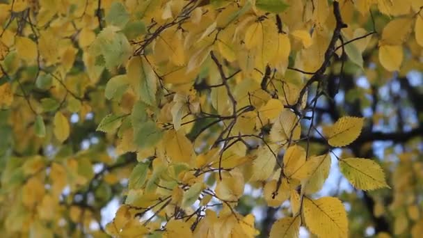 Hösten Skogen Gula Aspen Lämnar Den Nedgående Solen Strålar Hösten — Stockvideo