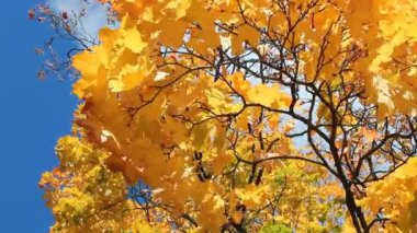 Altın sonbahar, sonbahar orman. Güneşli bir parkta rüzgarda akçaağaç ağaç sarı ve turuncu yaprak.