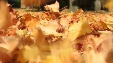 Sonbahar yaprakları park sokakta. Rüzgar sürücüler kuru sonbahar toprağa düşmüş yaprakları.