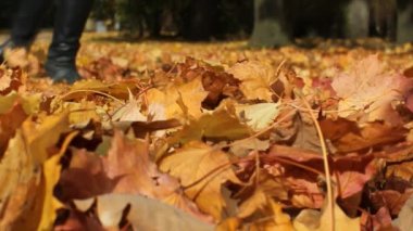 Sonbahar yaprakları park sokakta. Rüzgar sürücüler kuru sonbahar toprağa düşmüş yaprakları.
