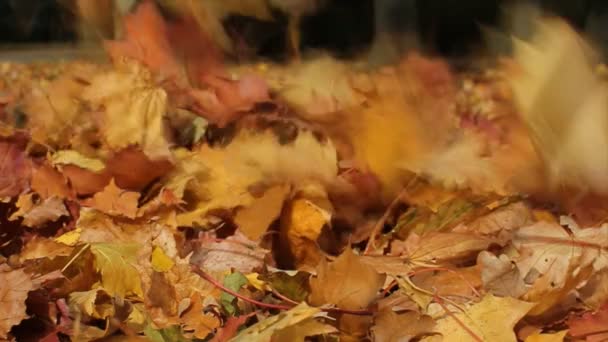 Herbstlaub Der Parkallee Der Wind Treibt Trockene Herbstblätter Boden — Stockvideo