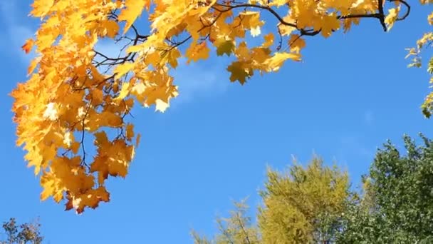 Otoño Dorado Bosque Otoñal Árbol Arce Con Hojas Amarillas Naranjas — Vídeos de Stock