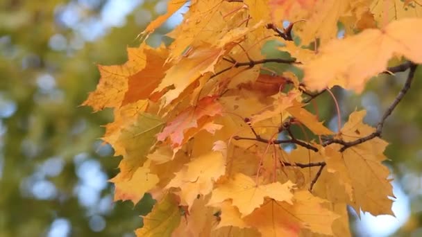 Klon Lesie Jesienią Promieniach Zachodzącego Słońca Jesiennego Krajobrazu Jasny Żółty — Wideo stockowe