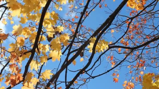 金色的秋天 秋天的树林 与黄色和橙色的枫叶树上的叶子在风里在一个阳光明媚的公园 — 图库视频影像