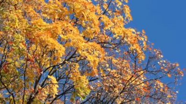 Altın sonbahar, sonbahar orman. Güneşli bir parkta rüzgarda akçaağaç ağaç sarı ve turuncu yaprak.