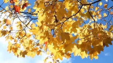 Altın sonbahar, sonbahar orman. Güneşli bir parkta rüzgarda akçaağaç ağaç sarı ve turuncu yaprak.