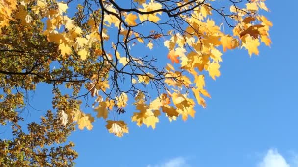 Autunno Oro Foresta Autunnale Acero Con Foglie Gialle Arancioni Nel — Video Stock