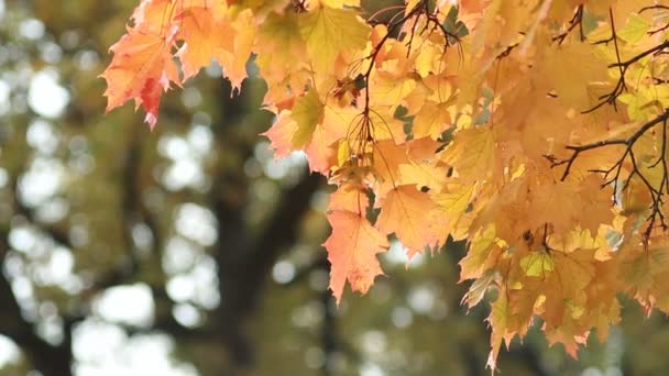 Maple Autumn Forest Rays Setting Sun Autumn Landscape Bright Yellow — Stock Video