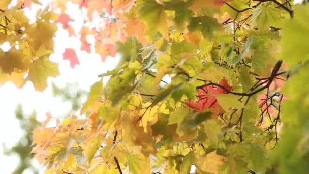 秋の風景 明るい黄色のもみじ葉の風に震える 夕日の光線で秋の森の紅葉 — ストック動画