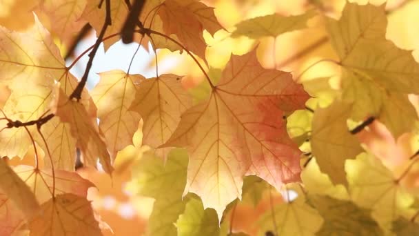 Paisaje Otoñal Hojas Arce Amarillo Brillante Tiemblan Viento Arce Bosque — Vídeo de stock