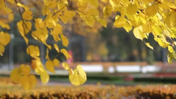 Hösten Skogen Gula Aspen Lämnar Den Nedgående Solen Strålar Hösten — Stockvideo