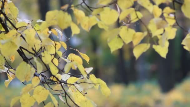 Hösten Skogen Gula Aspen Lämnar Den Nedgående Solen Strålar Hösten — Stockvideo