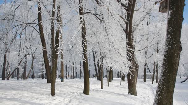 Зимний Пейзаж Заснеженный Парк Красивыми Деревьями Покрытыми Инеем Рождественская Картина — стоковое видео