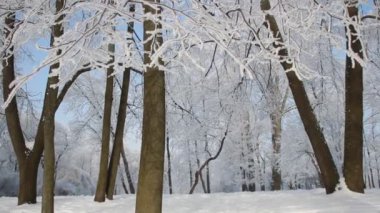 Kış manzarası. Güzel ağaçlarla kaplı karla kaplı bir park. Ağaç donuyla kaplı. Bir Noel resmi - bir kış ormanı, bir peri masalı parkında güneşli bir gün.