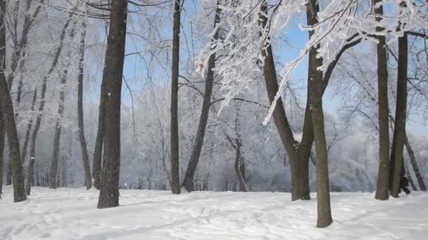 Zimowy Krajobraz Pokryty Śniegiem Park Pięknymi Drzewami Pokryty Mrozem — Wideo stockowe