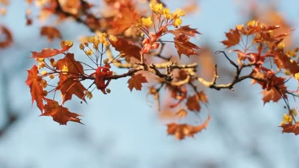 Весенний Пейзаж Цветущий Клен Ярко Оранжевыми Листьями Фоне Голубого Неба — стоковое видео