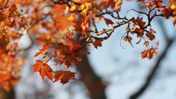 Весенний Пейзаж Цветущий Клен Ярко Оранжевыми Листьями Фоне Голубого Неба — стоковое видео