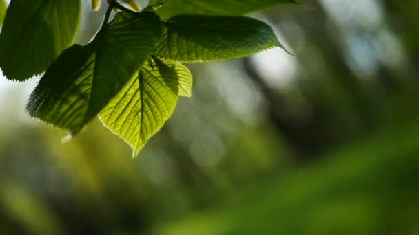 Spring Forest Young Bright Green Foliage Tree Branches Sunny Day — Stock Video