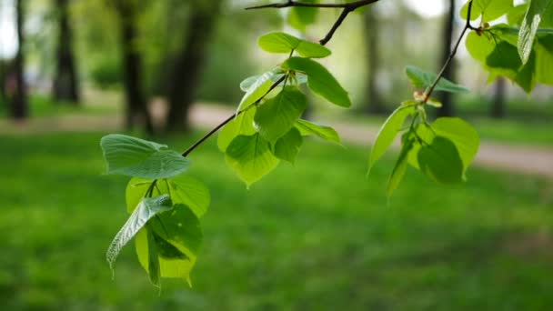 Foresta Primavera Fogliame Verde Vivo Giovane Rami Albero Giornata Sole — Video Stock