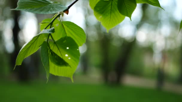 Spring Forest Young Bright Green Foliage Tree Branches Sunny Day — Stock Video