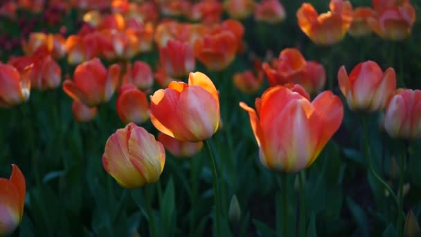 市内公園でチューリップを咲かせます 庭の春の晴れた日 花壇の明るいオレンジ色のチューリップ — ストック動画