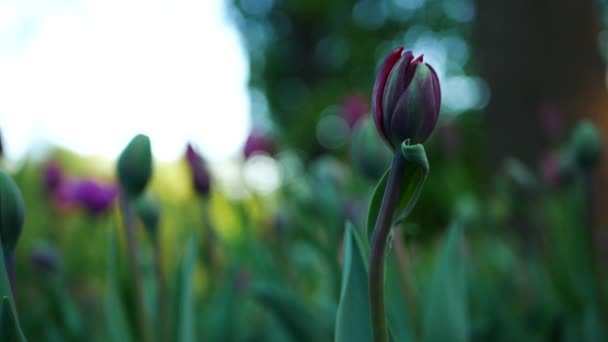 Bloeiende Tulpen Een Stadspark Zonnige Lentedag Tuin Mooie Tulpen Het — Stockvideo