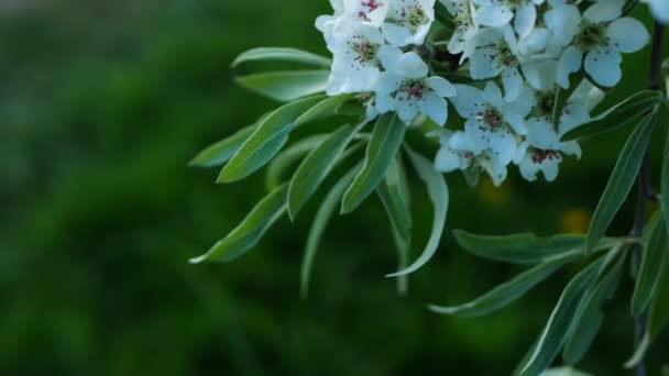 Árbol Floreciente Parque Ciudad Hermosas Flores Blancas Árbol Primavera — Vídeos de Stock
