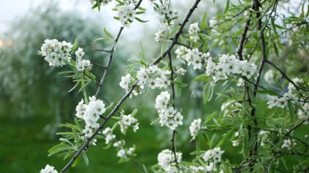 Árbol Floreciente Parque Ciudad Hermosas Flores Blancas Árbol Primavera — Vídeo de stock
