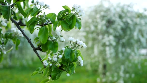 Manzano Floreciente Jardín Primavera Flores Blancas Primavera Ramas Árboles — Vídeo de stock