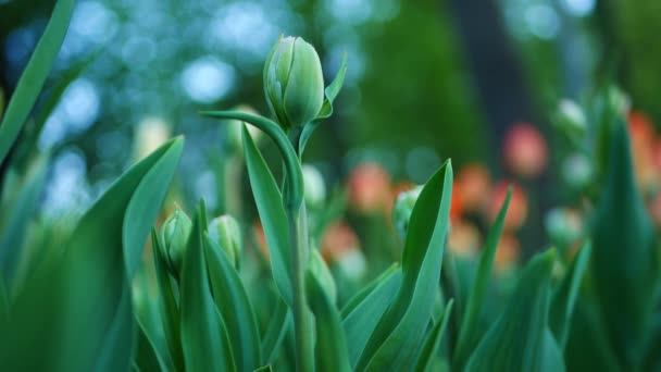 Tulipanes Florecientes Parque Ciudad Día Soleado Primaveral Jardín Los Tulipanes — Vídeos de Stock