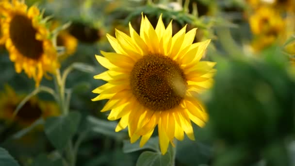 Tournesol sur le terrain en été, sous le soleil .