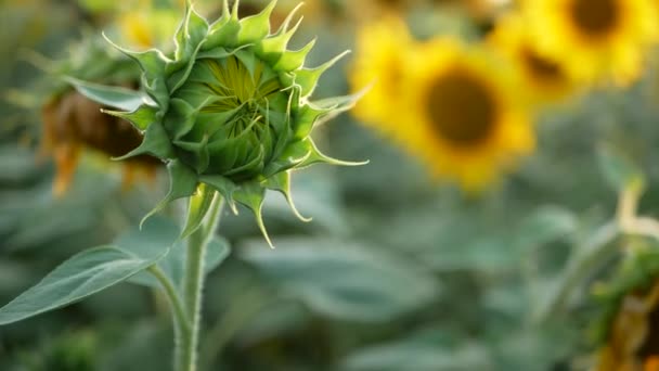 Girasole Sul Campo Estate Sotto Sole Splendente — Video Stock