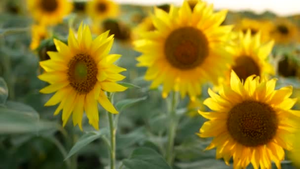 Tournesol sur le terrain en été, sous le soleil .