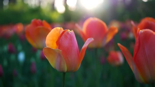 Tulipanes Florecientes Parque Ciudad Día Soleado Primaveral Jardín Los Tulipanes — Vídeos de Stock