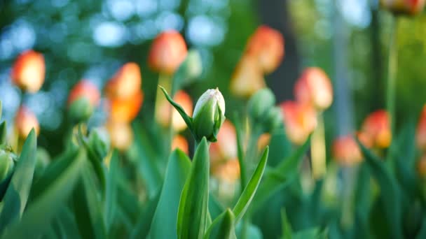 城市公园里盛开的郁金香 春天阳光明媚的日子在花园里 明亮的橘红色郁金香在花坛上 — 图库视频影像