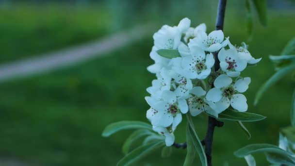 Blommande Äppelträd Vårträdgården Vita Vårblommor Trädgrenar — Stockvideo